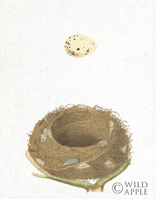 Reproduction of Spring Nest III Crop by Moira Hershey - Wall Decor Art