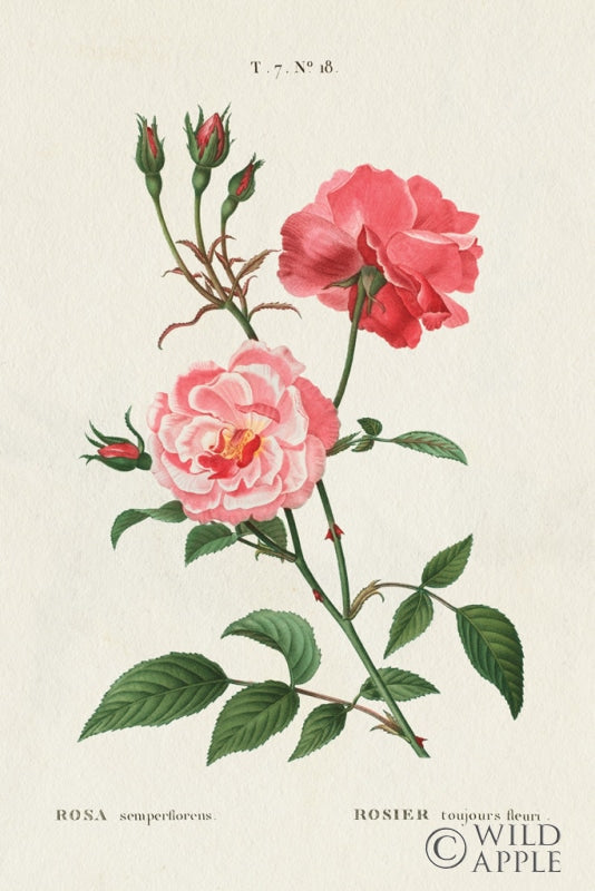 Reproduction of Rosa by Wild Apple Portfolio - Wall Decor Art