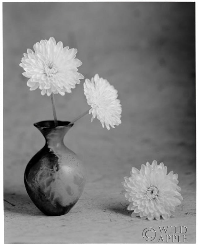 Reproduction of Chrysanthemum I by Alan Majchrowicz - Wall Decor Art
