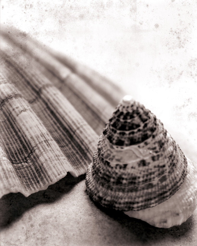 Reproduction of Gifts From the Sea No Border by Sue Schlabach - Wall Decor Art