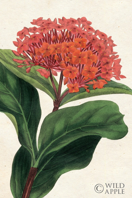 Reproduction of Lantana Botany No Words by Sue Schlabach - Wall Decor Art