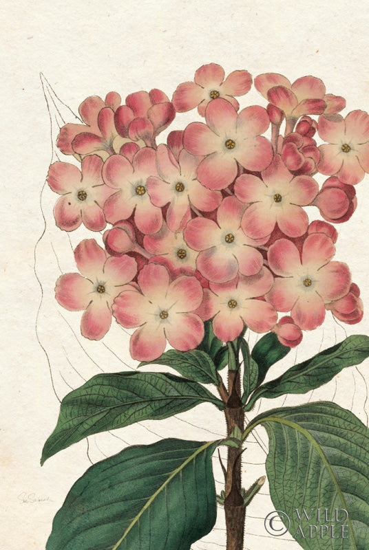 Reproduction of Bicolor Phlox Botany No Words by Sue Schlabach - Wall Decor Art