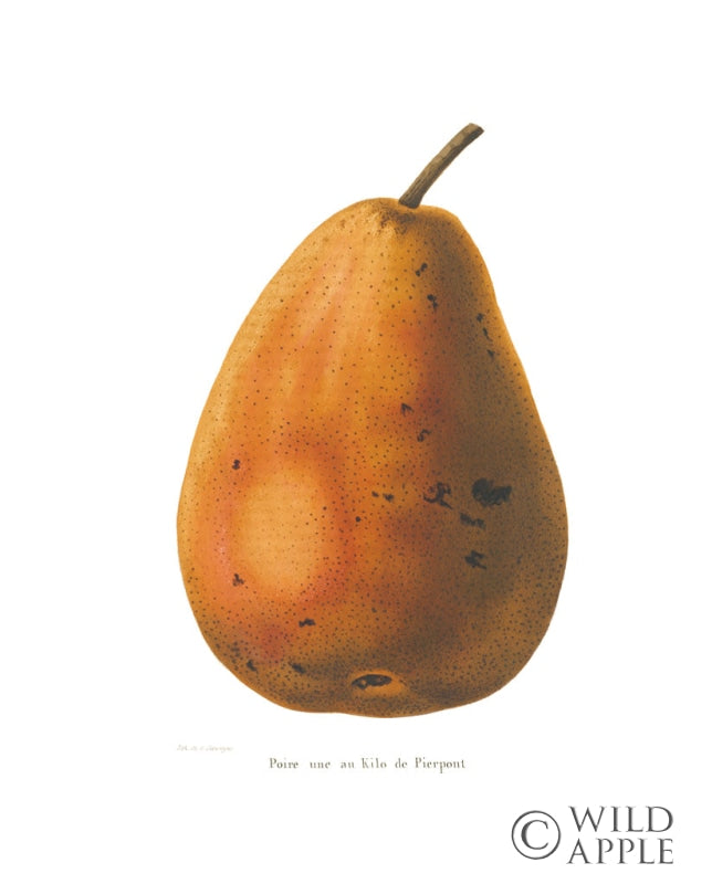 Reproduction of Pierpont on White by Wild Apple Portfolio - Wall Decor Art