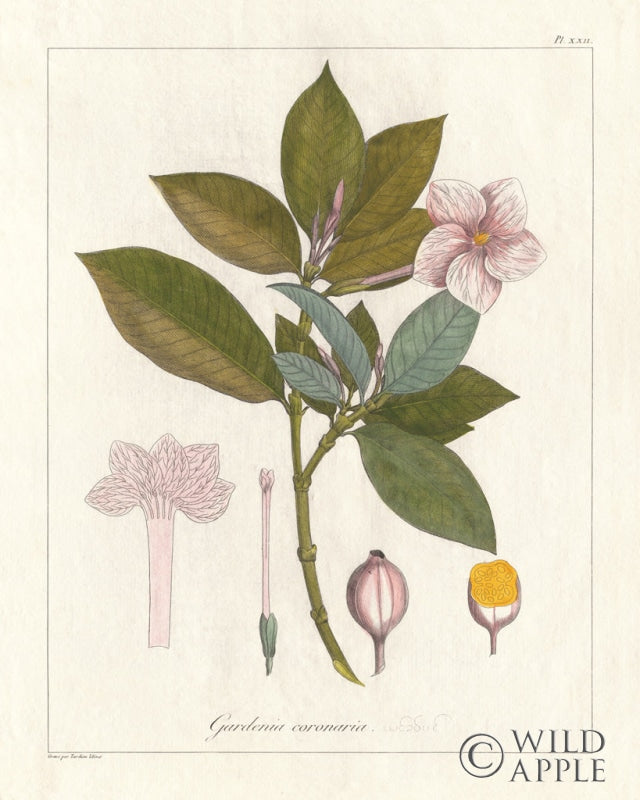 Reproduction of Botanical Gardenia v2 by Wild Apple Portfolio - Wall Decor Art