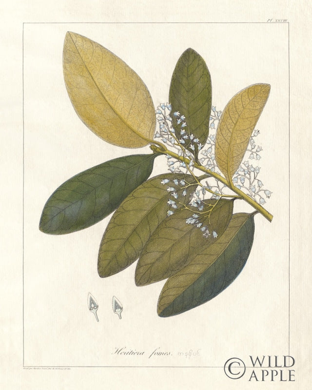 Reproduction of Botanical Heritiera v2 by Wild Apple Portfolio - Wall Decor Art