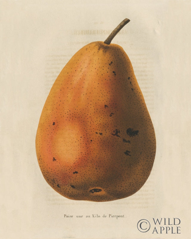 Reproduction of Pierpont v2 by Wild Apple Portfolio - Wall Decor Art