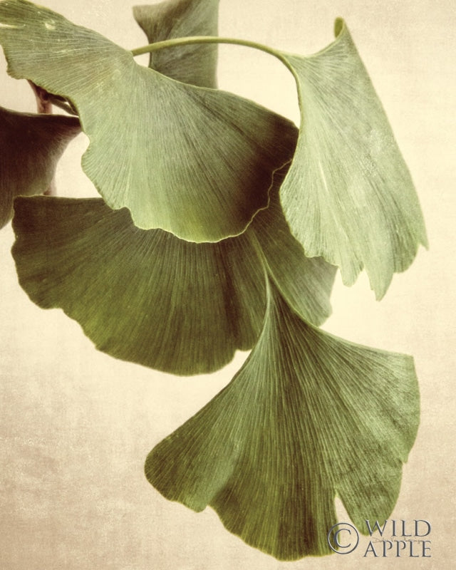 Reproduction of Gingko Color by Debra Van Swearingen - Wall Decor Art