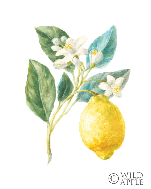 Reproduction of Floursack Lemon I on White by Danhui Nai - Wall Decor Art