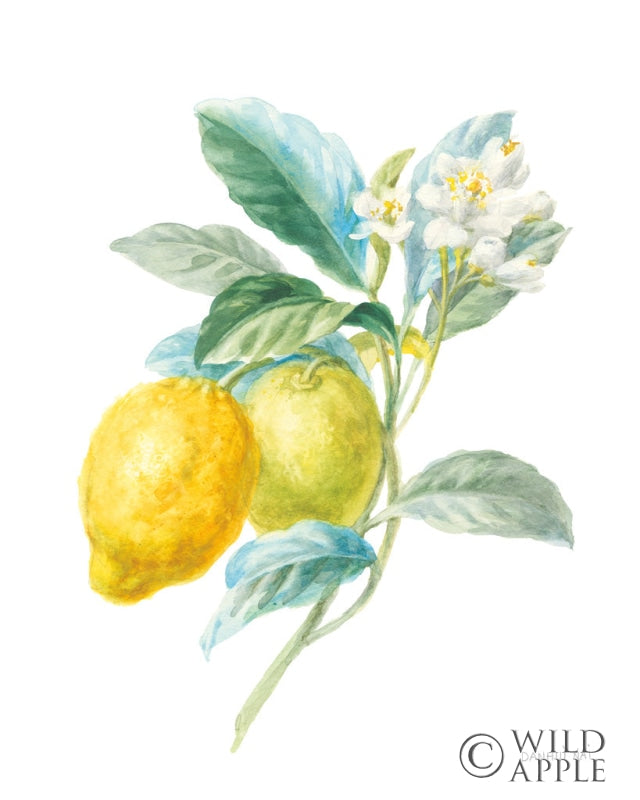 Reproduction of Floursack Lemon II on White by Danhui Nai - Wall Decor Art