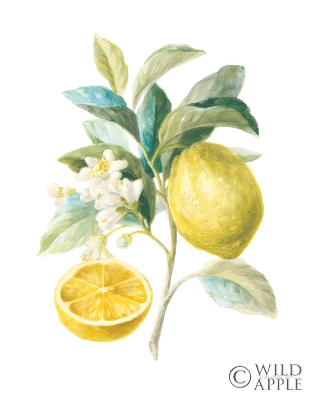 Reproduction of Floursack Lemon III on White by Danhui Nai - Wall Decor Art