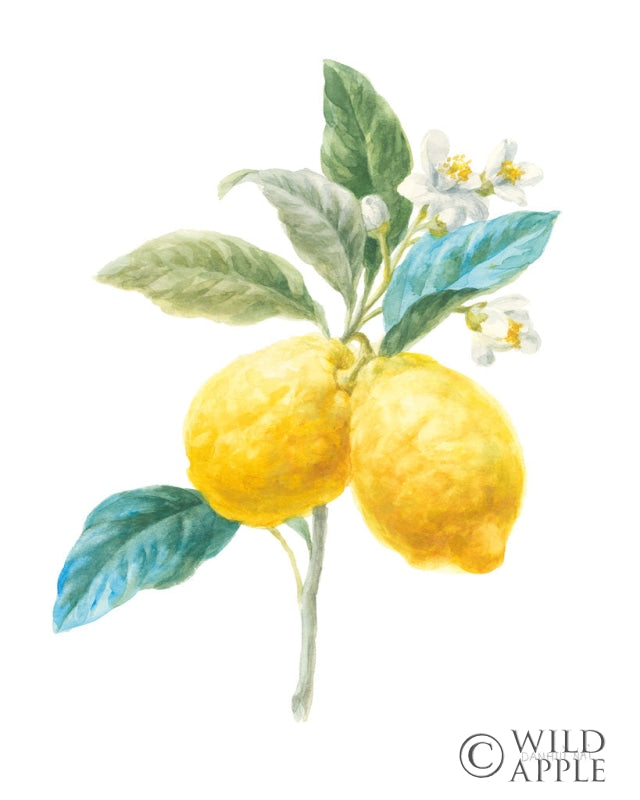 Reproduction of Floursack Lemon IV on White by Danhui Nai - Wall Decor Art