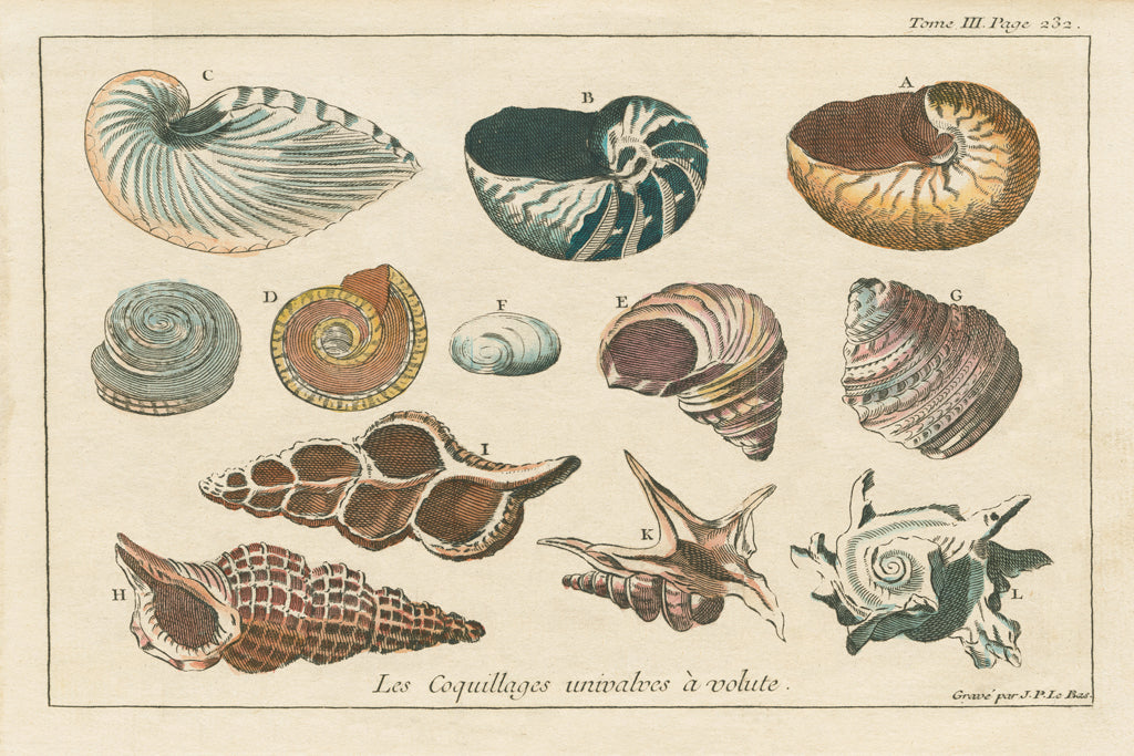 Reproduction of Shell Etchings I by Wild Apple Portfolio - Wall Decor Art