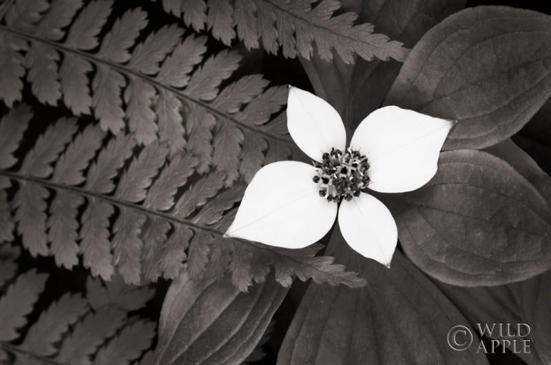 Reproduction of Bunchberry and Ferns II BW by Alan Majchrowicz - Wall Decor Art