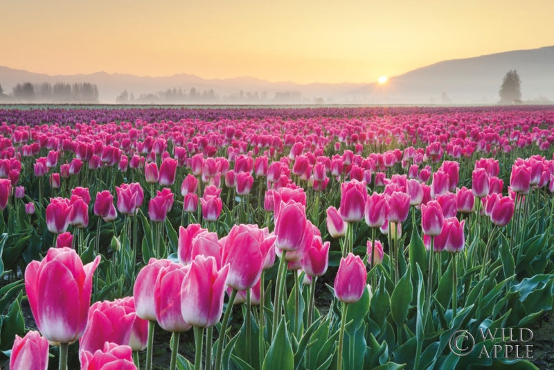 Skagit Valley Tulips I