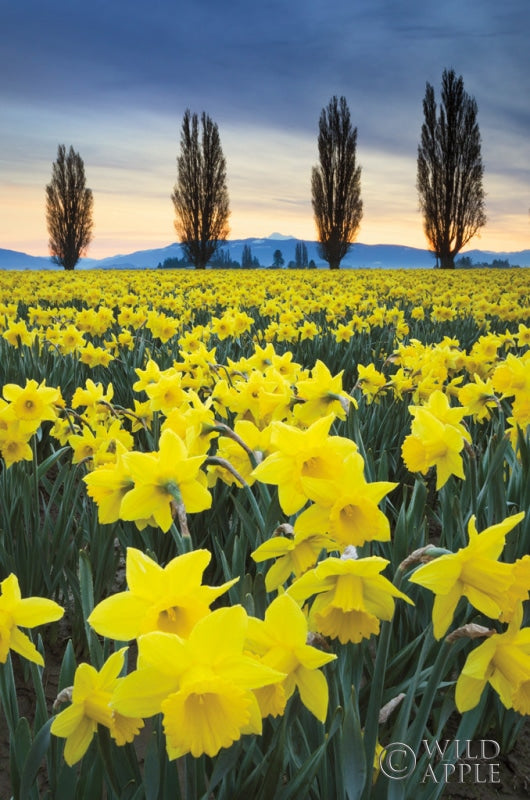 Reproduction of Skagit Valley Daffodils I by Alan Majchrowicz - Wall Decor Art