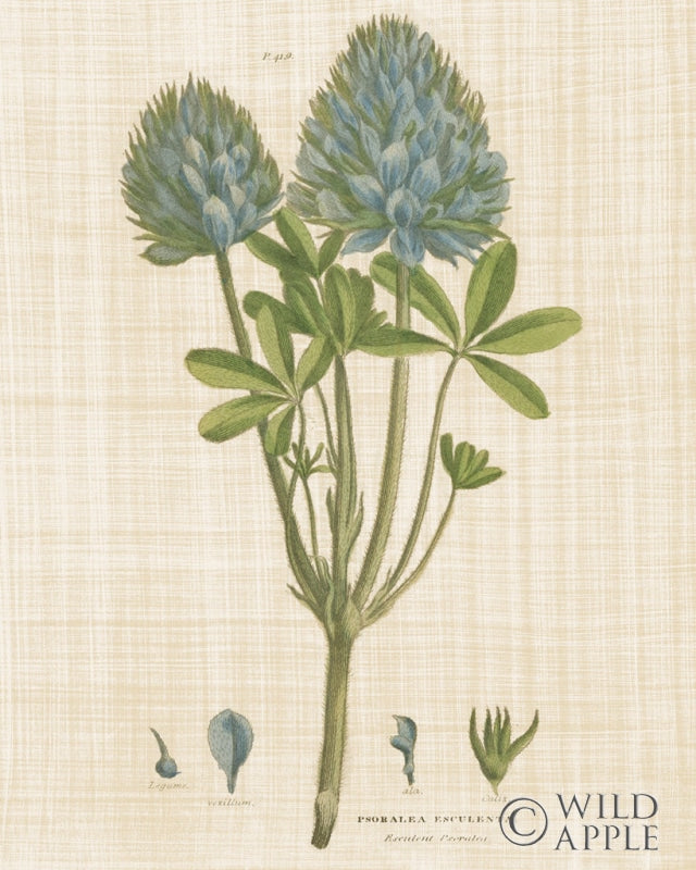 Reproduction of Herbal Botany XV Linen Crop by Wild Apple Portfolio - Wall Decor Art