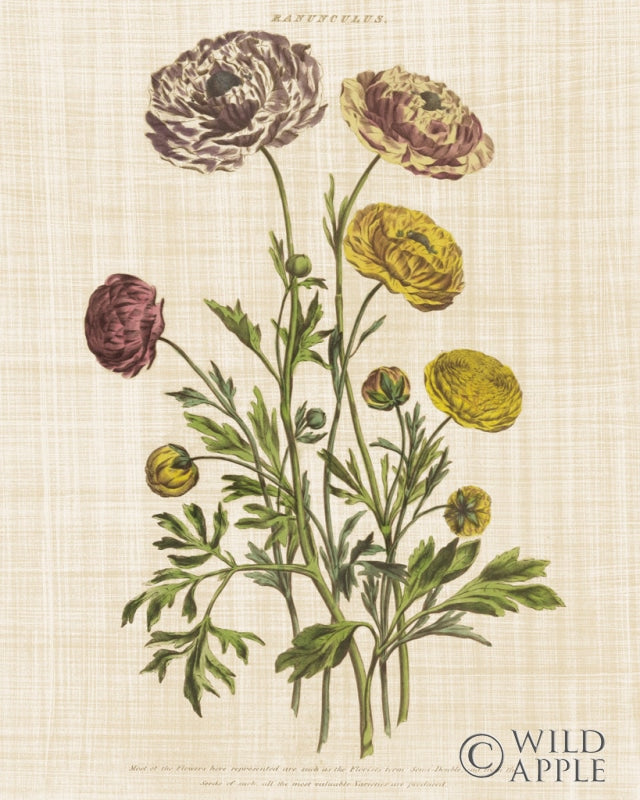 Reproduction of Herbal Botany XXII v2 Linen Crop by Wild Apple Portfolio - Wall Decor Art