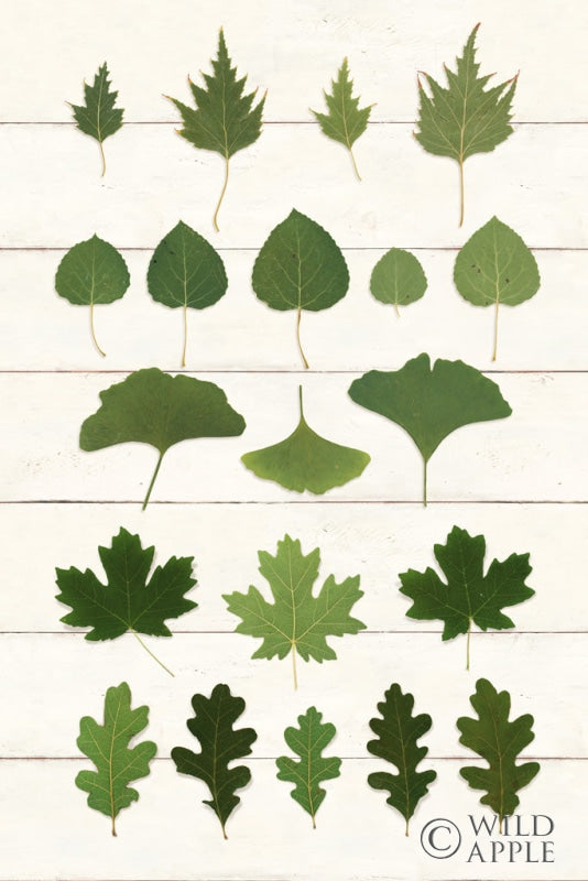 Reproduction of Leaf Chart I Shiplap by Wild Apple Portfolio - Wall Decor Art