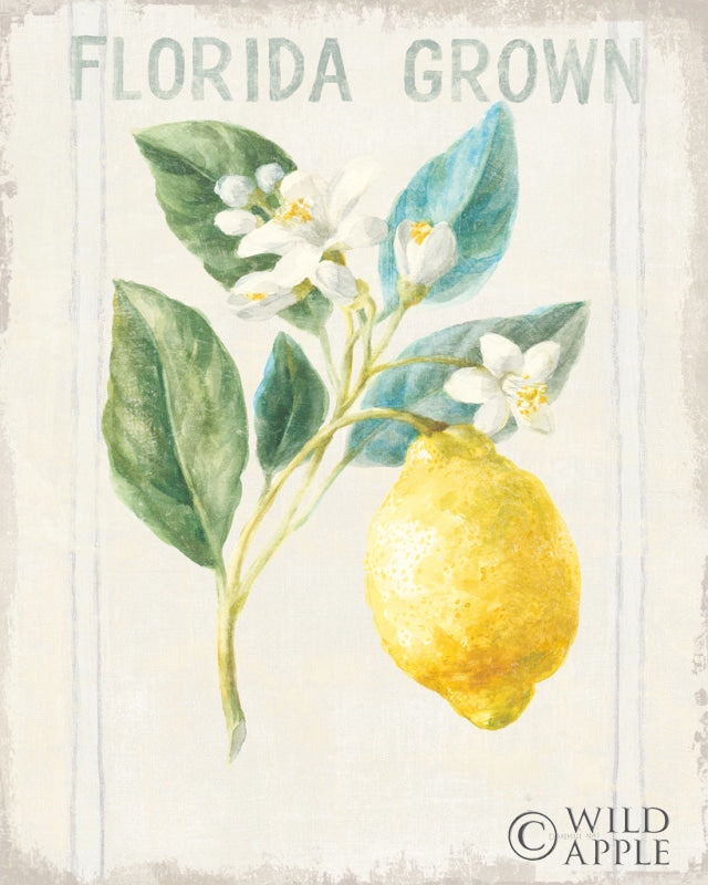 Reproduction of Floursack Lemon I v2 by Danhui Nai - Wall Decor Art