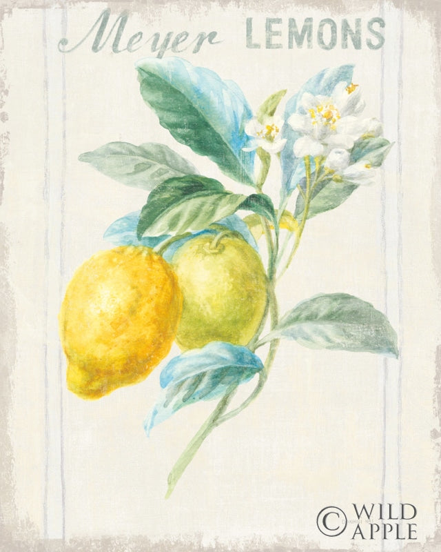 Reproduction of Floursack Lemon II v2 by Danhui Nai - Wall Decor Art