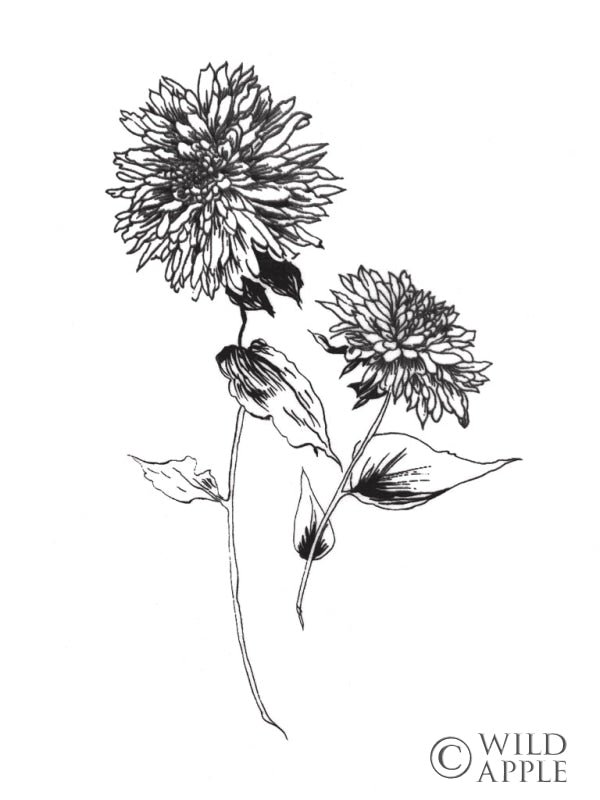 Sketchbook Flowers on White IV Crop