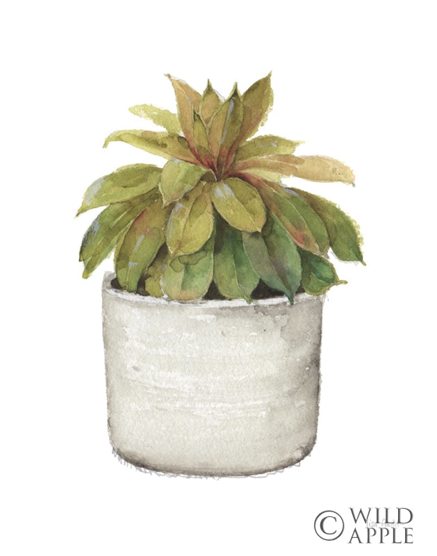 Reproduction of Mixed Greens Succulent III by Lisa Audit - Wall Decor Art