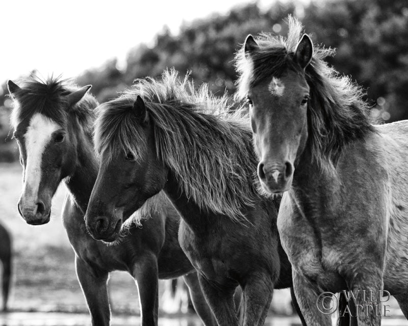 Reproduction of Horses Three Crop by Aledanda - Wall Decor Art