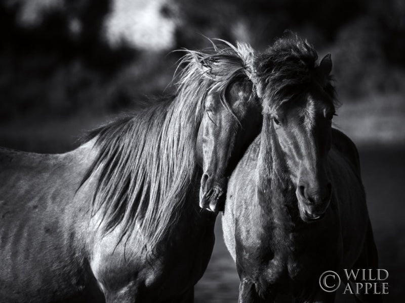 Reproduction of Buddies Crop by Aledanda - Wall Decor Art