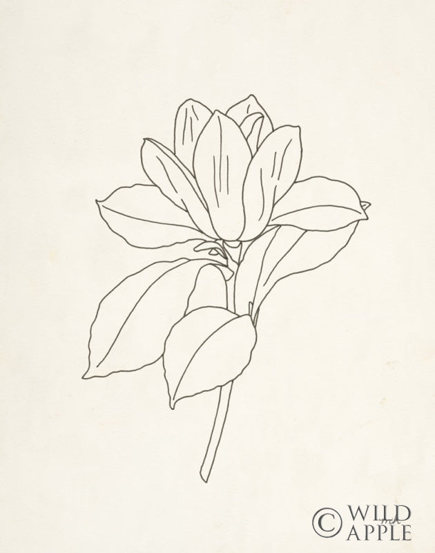 Reproduction of Magnolia Line Drawing by Moira Hershey - Wall Decor Art