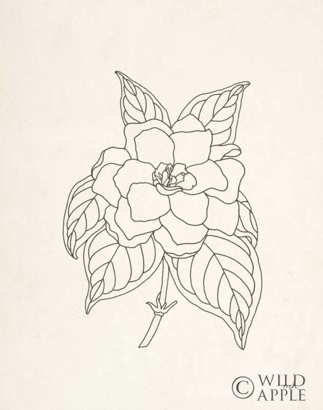 Reproduction of Gardenia Line Drawing by Moira Hershey - Wall Decor Art