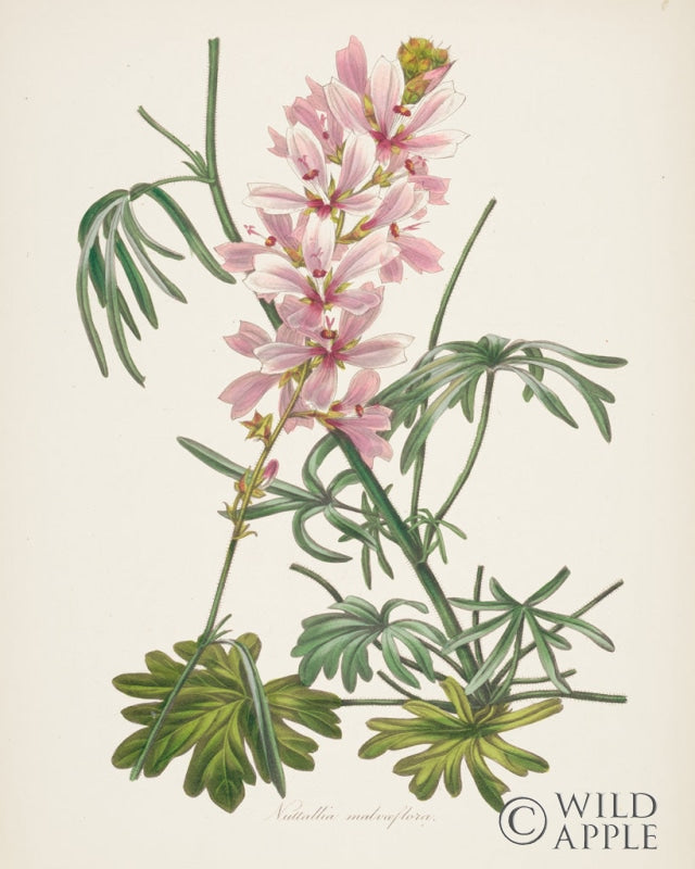 Reproduction of Antique Botanical LVII Cream by Wild Apple Portfolio - Wall Decor Art