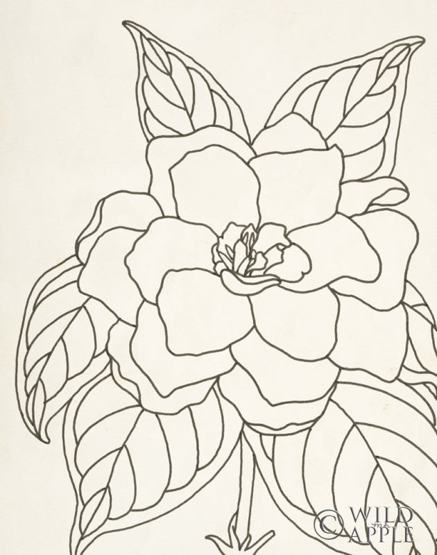 Reproduction of Gardenia Line Drawing Crop by Moira Hershey - Wall Decor Art