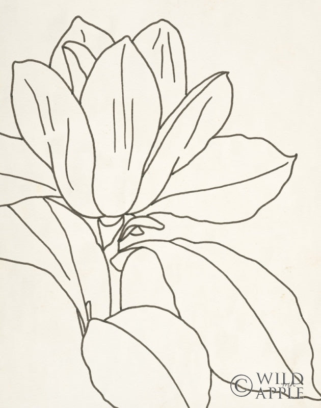 Reproduction of Magnolia Line Drawing v2 Crop by Moira Hershey - Wall Decor Art