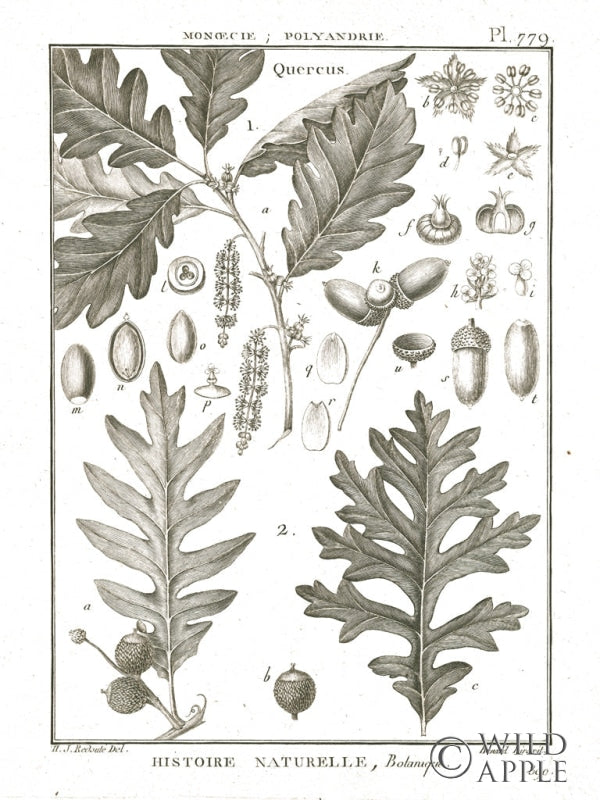 Reproduction of Histoire Naturelle Botanique I Light by Wild Apple Portfolio - Wall Decor Art