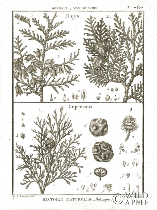 Reproduction of Histoire Naturelle Botanique II Light by Wild Apple Portfolio - Wall Decor Art