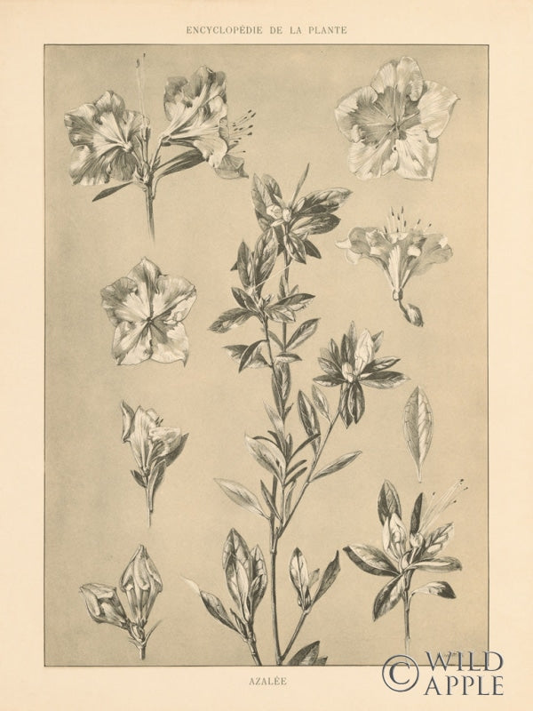 Reproduction of Lithograph Florals I by Wild Apple Portfolio - Wall Decor Art