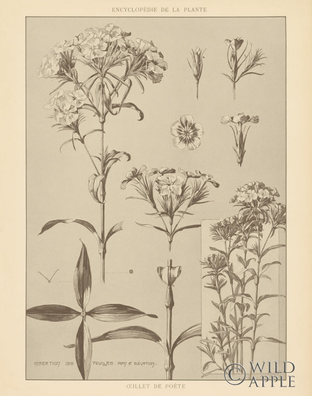 Reproduction of Lithograph Florals III Crop by Wild Apple Portfolio - Wall Decor Art