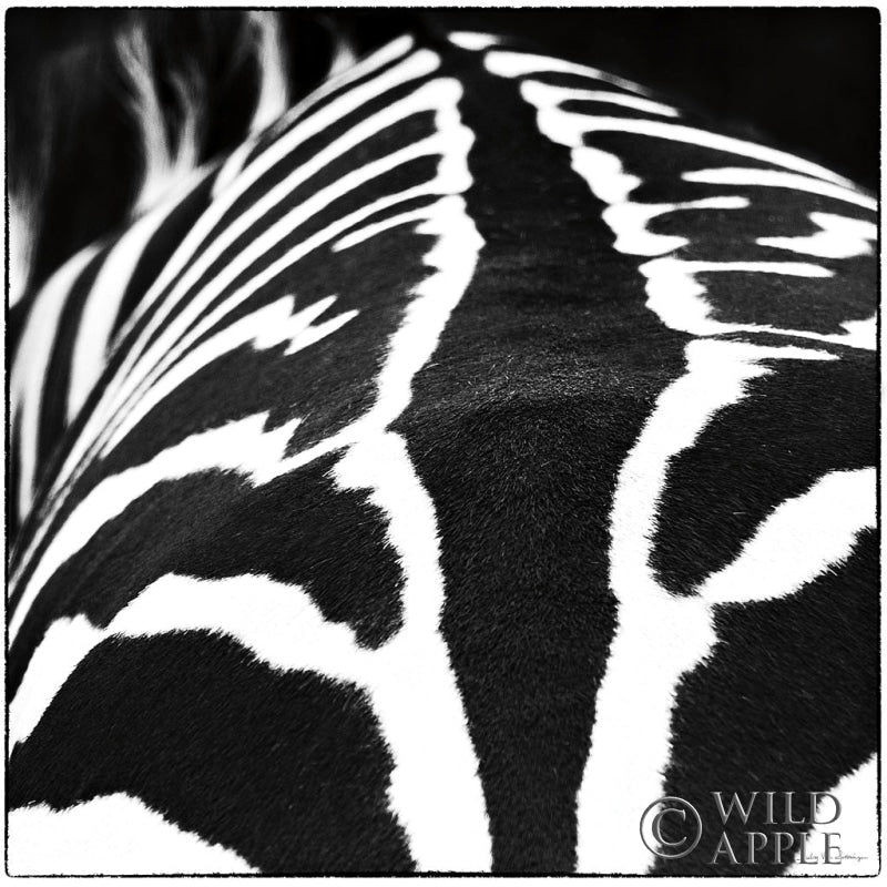 Reproduction of Zebra V by Debra Van Swearingen - Wall Decor Art