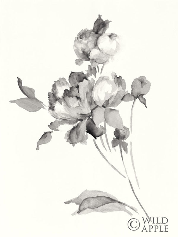 Reproduction of Peony Blossoms Gray Crop by Wild Apple Portfolio - Wall Decor Art