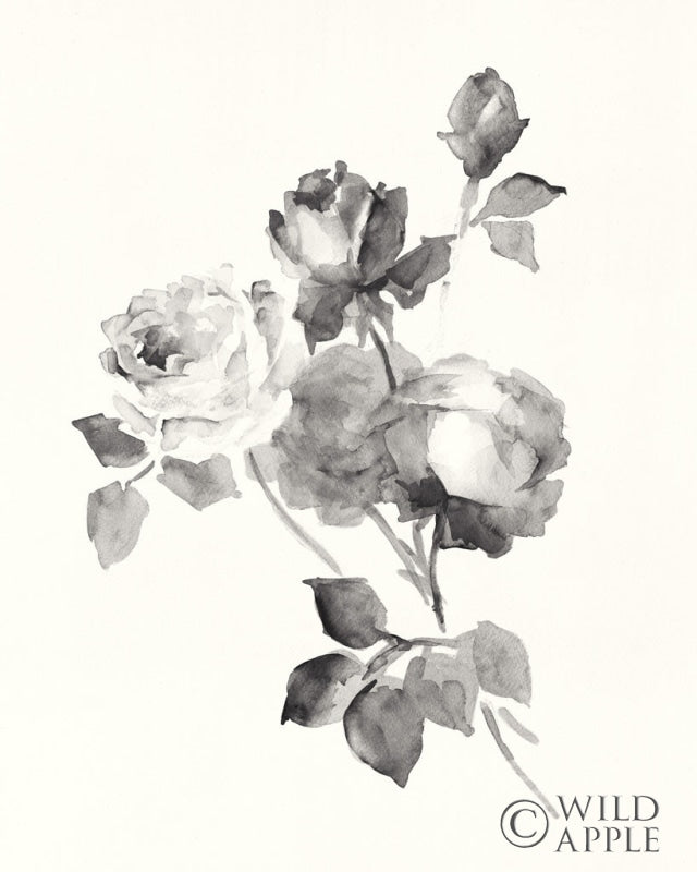 Reproduction of Rose Blossoms Gray by Wild Apple Portfolio - Wall Decor Art