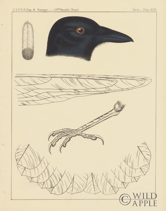 Reproduction of Bird Prints I by Wild Apple Portfolio - Wall Decor Art