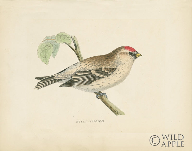 Reproduction of Mealy Redpole Print by Wild Apple Portfolio - Wall Decor Art