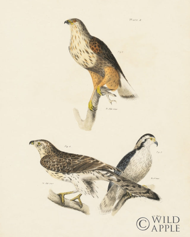 Reproduction of Birds of Prey II by Wild Apple Portfolio - Wall Decor Art