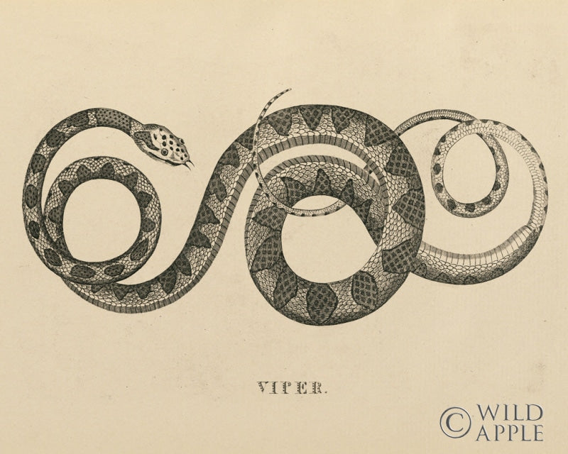 Reproduction of Vintage Viper Crop by Wild Apple Portfolio - Wall Decor Art