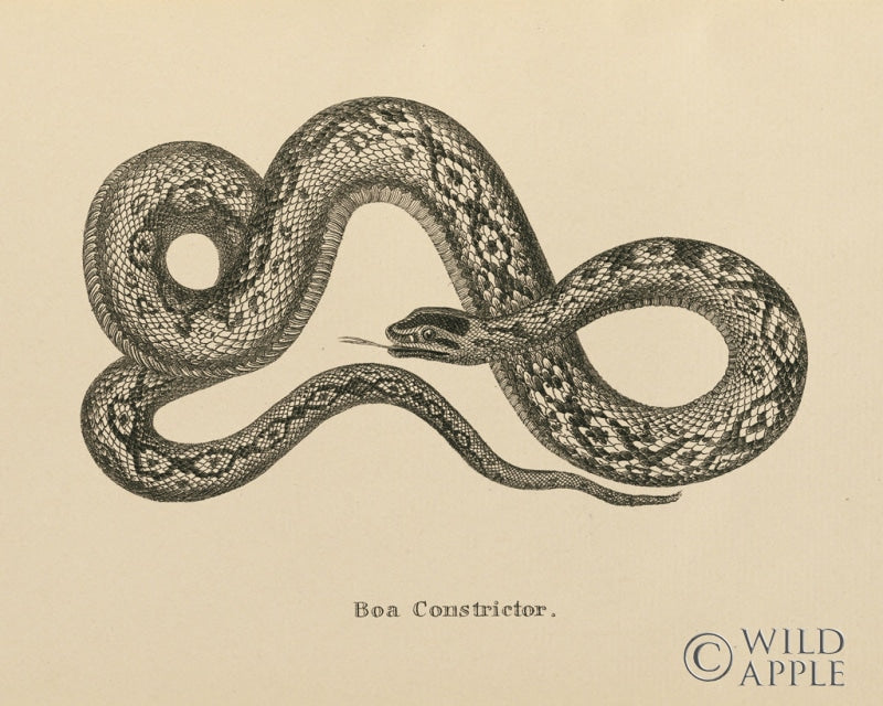 Reproduction of Vintage Boa Constrictor Crop by Wild Apple Portfolio - Wall Decor Art
