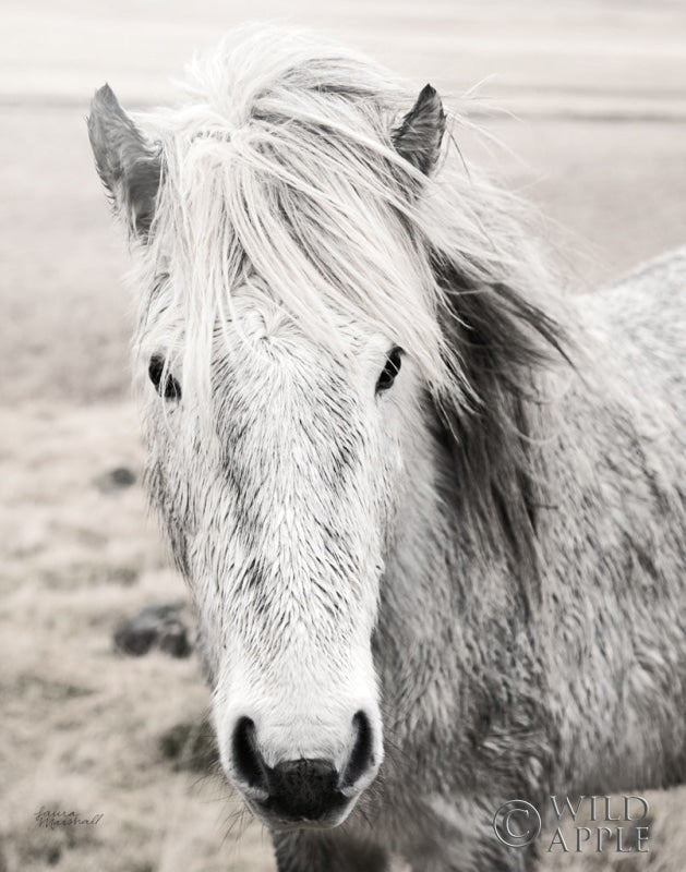 Reproduction of Heida II BW Crop by Laura Marshall - Wall Decor Art