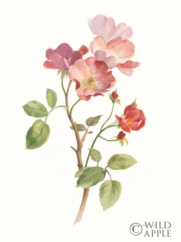 Reproduction of Sprigs of Summer I On White by Danhui Nai - Wall Decor Art