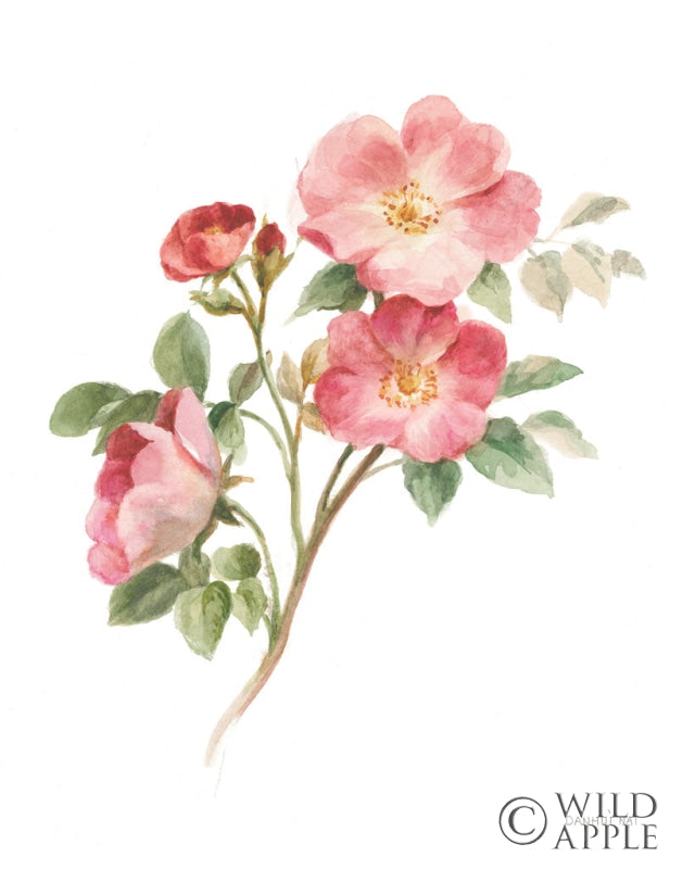 Reproduction of Sprigs of Summer II on White by Danhui Nai - Wall Decor Art