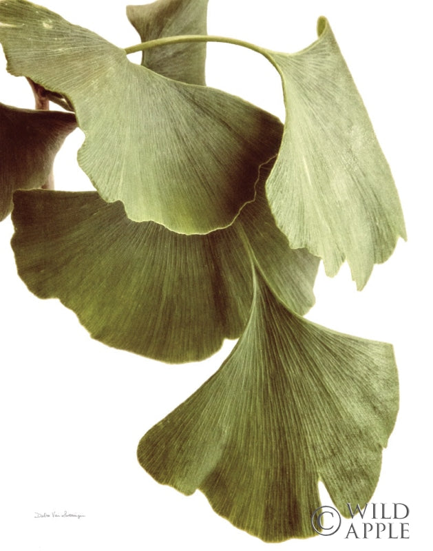 Reproduction of Ginko Color on White by Debra Van Swearingen - Wall Decor Art