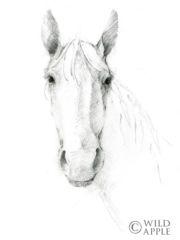 Horse Sketch Crop